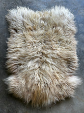 Load image into Gallery viewer, Churro Sheep Hide 21
