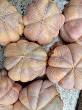 Load image into Gallery viewer, Chicken Cushion