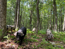 Load image into Gallery viewer, WILDOM HOG X JOHN BLEWITT DEPOSIT - FALL 2025