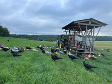 Load image into Gallery viewer, Heritage Turkey