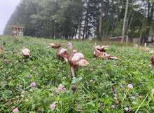 Load image into Gallery viewer, Heritage Turkey