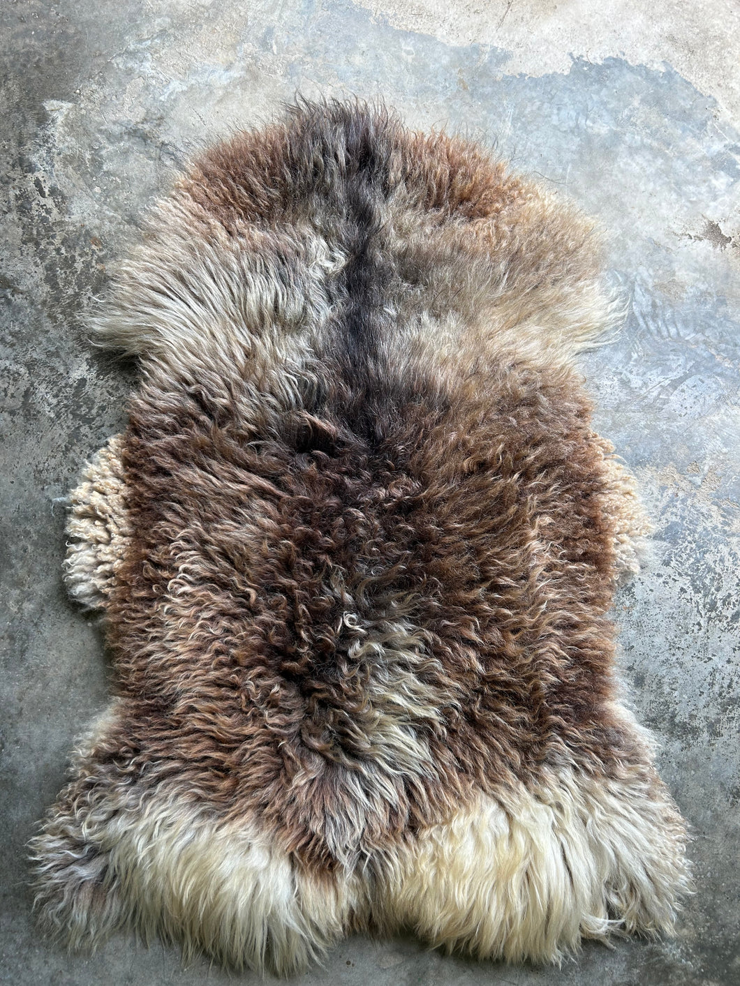 Churro Sheep Hide 19