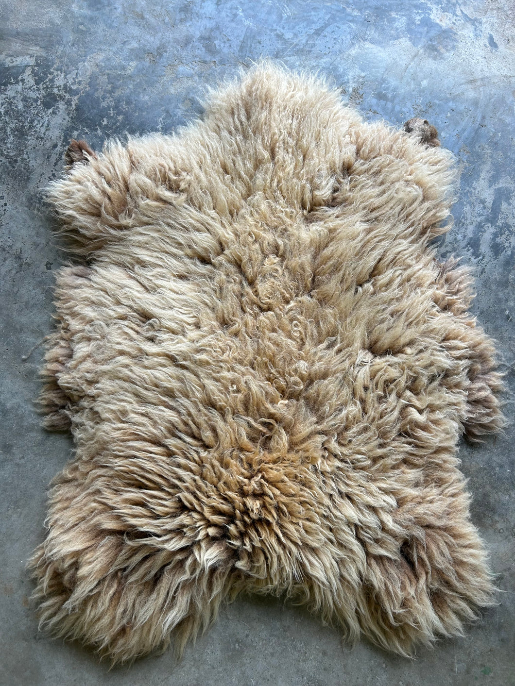 Churro Sheep Hide 12