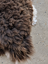 Load image into Gallery viewer, Churro Sheep Hide 33

