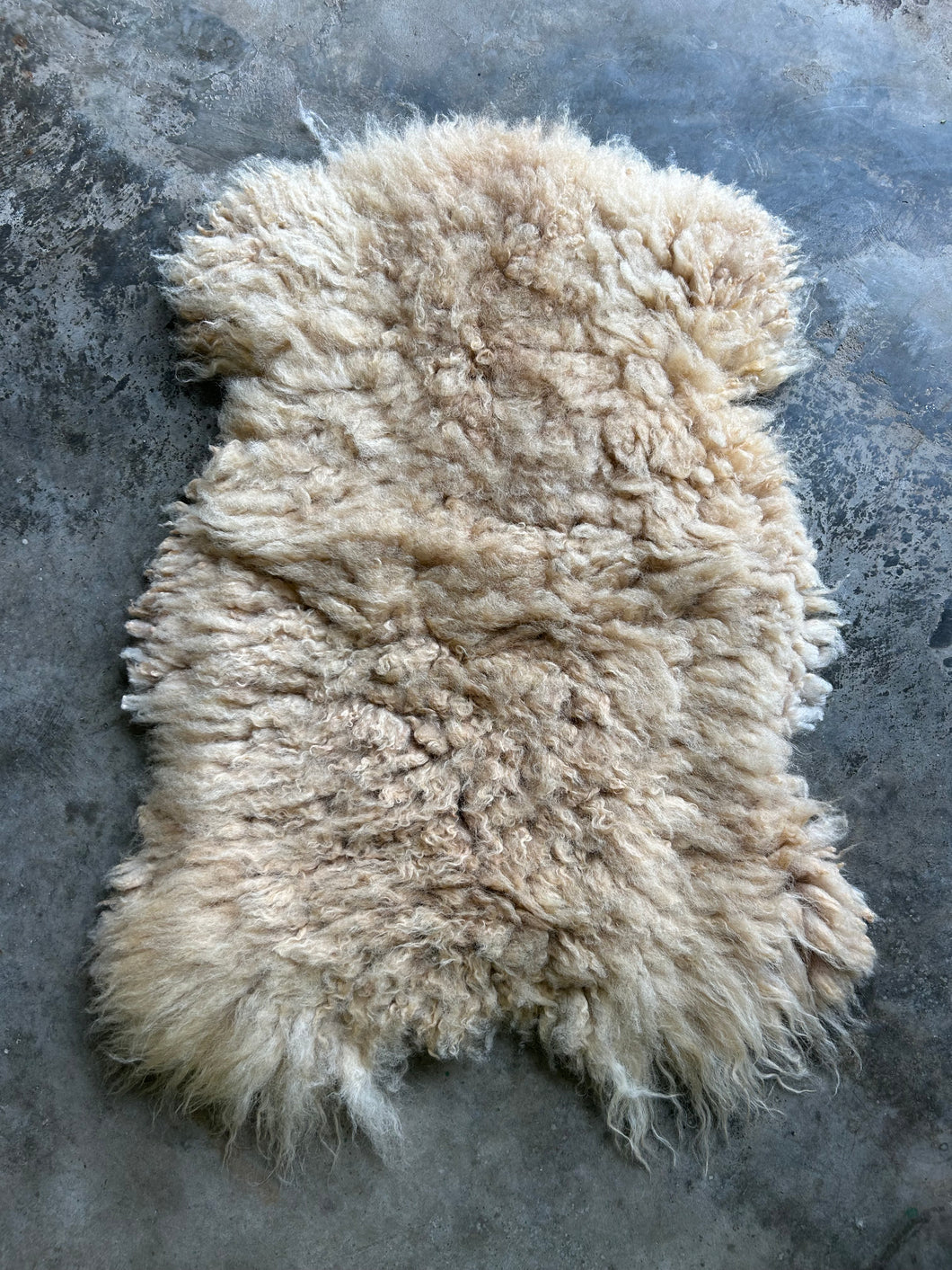 Churro Sheep Hide 15