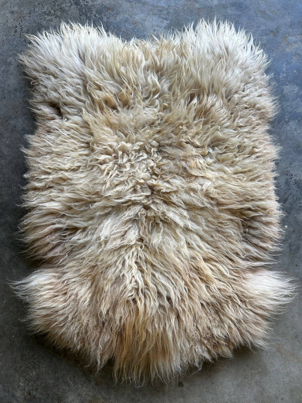 Churro Sheep Hide 21