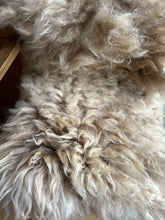 Load image into Gallery viewer, Churro Sheep Hide 45
