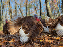 Load image into Gallery viewer, Heritage Turkey
